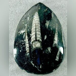 Orthoceres Palmstone